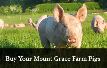Mount Grace Farm Pigs